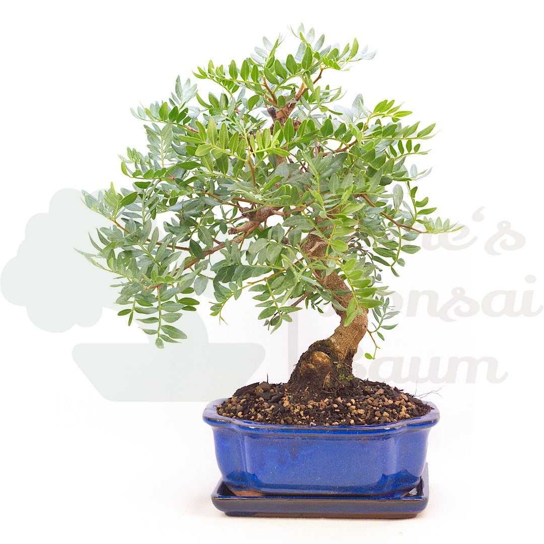 Pistazie 'Pistazie lentiscus'